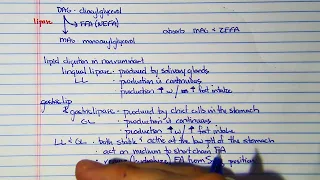 L.2 Lipid digestion