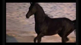 The Black Stallion AMV - River Dance