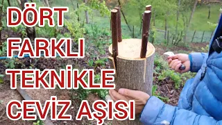 DÖRT FARKLI KALEM YERLEŞTİRME TEKNİGİ İLE CEVİZ AŞISI ( ceviz aşısı yapamayanlar muhakkak izlesin )