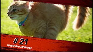 Смешные КОТЫ #21 / Лучшие приколы 2020 / Funny cats.