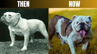 Popular Dog Breeds Today Vs 100 Years Ago (Unbelievable Changes)