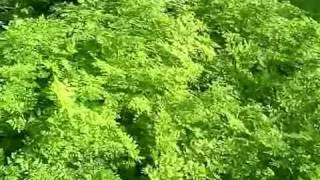 Learn About Poison Hemlock