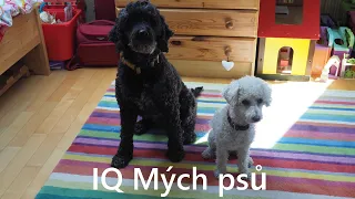 IQ mých psů | Amálka LPS