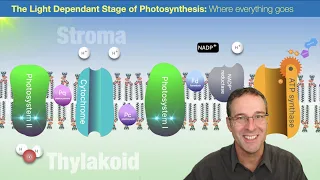 Light Dependent Stage of Photosynthesis: Where everything goes