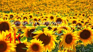 Sunrise in a Sunflower | Рассвет в подсолнухах Video in 4K (UHD)