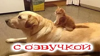 Приколы с котами! ВПЕРЁД, К ХОЛОДИЛЬНИКУ!!! Смешные коты С ОЗВУЧКОЙ! Самые Смешные животные!