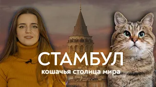 Почему в Турции так много котов?