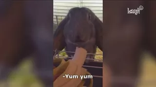 Try not to laugh Easter edition ( cute but very funny )