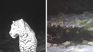 Wild Arizona Jaguar and Ocelot on Remote Camera