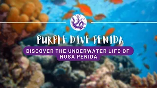 SCUBA DIVING - Discover the underwater life of Nusa Penida, Bali