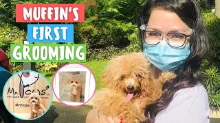 PUPPY’S FIRST TIME TO GET FULLY GROOMED | TOY POODLE