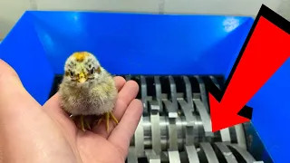 CUTE BABY CHICKEN VS SHREDDER EXPERIMENT