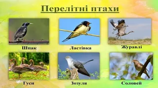 Перелітні птахи для дітей. Цікаві факти та спів птахів. Розвиваючі та пізнавальні відео для дітей