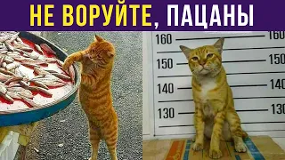 Приколы с котами. КОТ К УСПЕХУ ШЁЛ | Мемозг #323