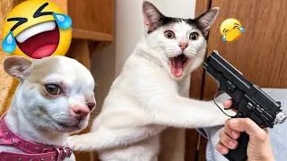 Best Funny Animals 2024😹Funniest Dogs and Cats😻🐶Part 11