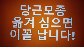 [텃밭농부. 447]  당근모종 옮겨심으면 이꼴난다. 당근재배