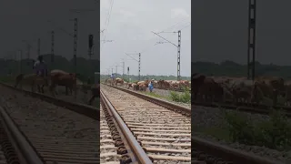 Train Fast coming 🚆 #shorts #train #railway #cow