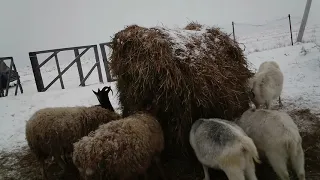 Сено зимой для нашего небольшого стада коз