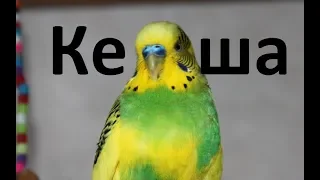 Говорящий попугай Волнистый попугайчик Кеша Видео для детей