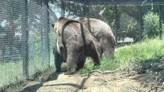 Grizzly Bears mating @OaklandZooCA 5-23-21