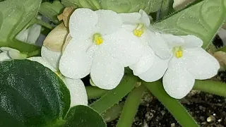 ***AFRICAN VIOLET QUICK TIP*** How Often Do AFRICAN VIOLETS FLOWER????