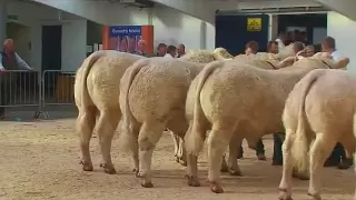 Show of Charolais Bulls on May 7th 2010 held at Borderway Mart, Carlisle