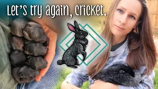 Let's try again, Cricket... Why I always breed more than one doe (homesteading with rabbits)