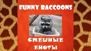 The best funny videos with funny raccoons - Лучшие смешные видео приколы с енотами