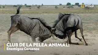 Club de la Pelea Animal: Enemigos cercanos | Nat Geo Wild