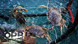 Why Crabbing Is Getting Harder On The Oregon Coast | OPB