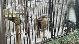 《野毛山動物園》吠えるライオン