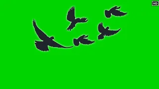 Birds Flying Effect Green Screen Chroma Key HD video | Crazy Editor