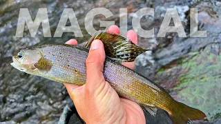 Catching Golden Trout, Grayling & More in the Same Creek!! (Tenkara Fly Fishing)
