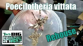 Poecilotheria vittata Rehousing