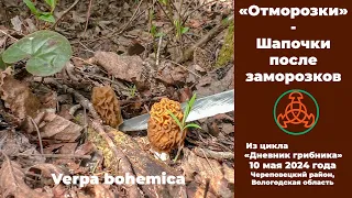 "Отморозки" - Шапочки после заморозков. Дневник грибника 10 мая 2024 года.