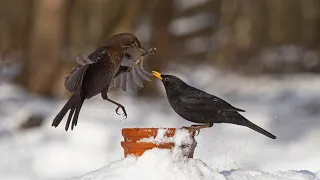 Photographing Birds In Flight with Pro Capture Mode