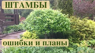 ШТАМБЫ ИВЫ и БЕРЕЗЫ. ОШИБКИ/ОПЫТ/ПЛАНЫ.