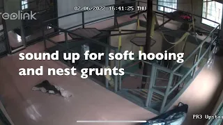 Security Camera Footage of Rescued Chimpanzees Gathering Blankets for Nests at a Sanctuary