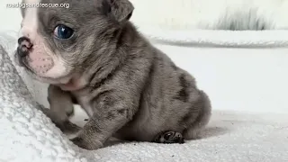 A Tiny Sassy Bulldog Loves Talking and Complaining