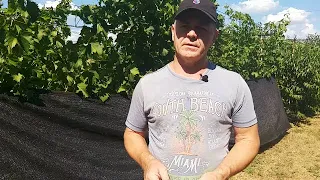 Комплексная защита винограда перед созреванием.
