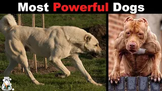 10 Strongest Dogs in the World