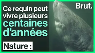 Ce requin peut vivre plusieurs centaines d'années