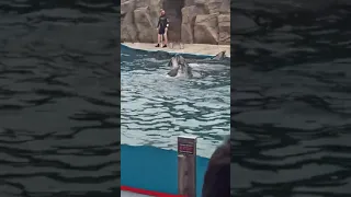 Танец дельфинов🐬