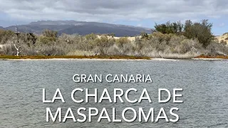 La Charca de Maspalomas, Gran Canaria (4K)