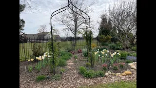 Mid March 2024 Flowers in Bloom Garden Update