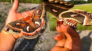 The largest moth native to North America, Hyalophora cecropia | #Shorts