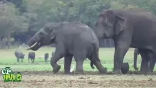 Herd of elephants with Baby Tusker !