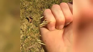 Porcupine Attack! (Short)