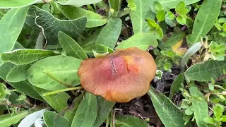 Hygrocybe conica, May 26, 2024