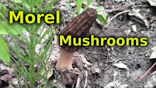 How To Find Morel Mushrooms